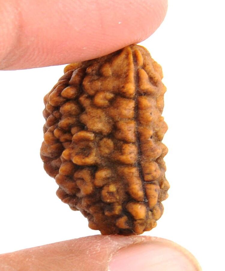 Manufacturer, Exporter, Importer, Supplier, Wholesaler, Retailer, Trader of 1 Mukhi Rudraksha in New Delhi, Delhi, India.