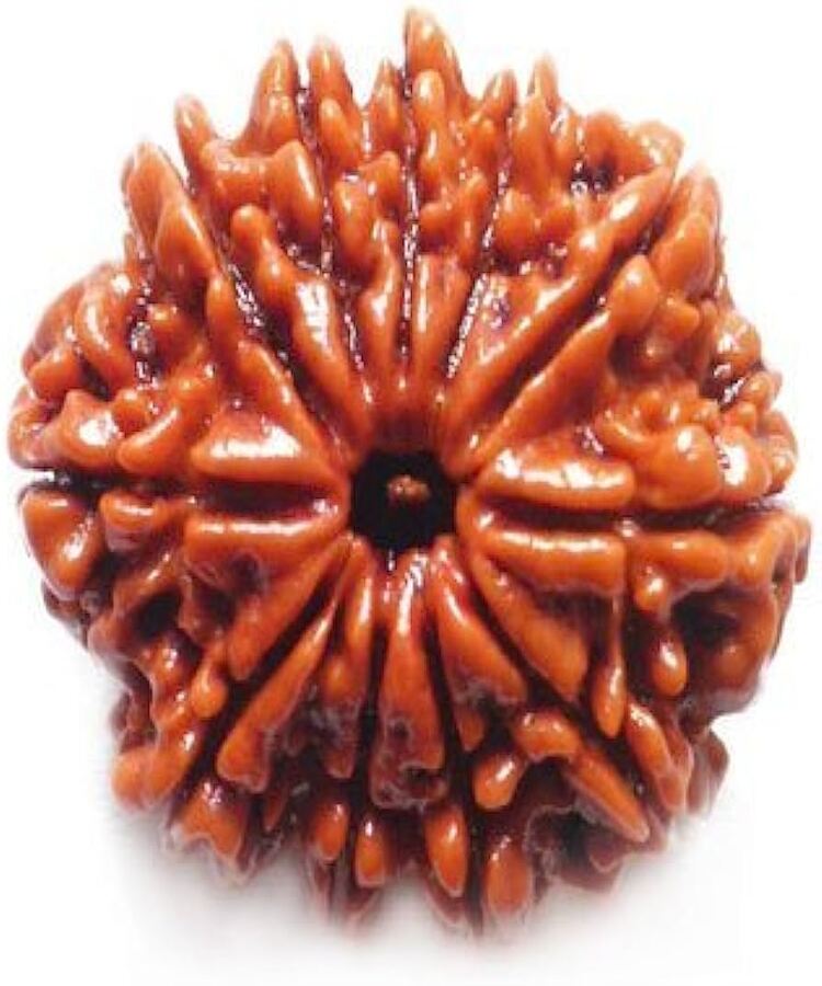 Manufacturer, Exporter, Importer, Supplier, Wholesaler, Retailer, Trader of 11 Mukhi Rudraksha in New Delhi, Delhi, India.