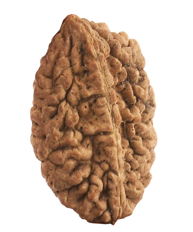 Manufacturer, Exporter, Importer, Supplier, Wholesaler, Retailer, Trader of 2 Mukhi Rudraksha in New Delhi, Delhi, India.