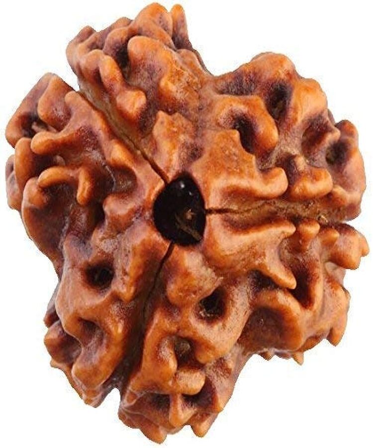 Manufacturer, Exporter, Importer, Supplier, Wholesaler, Retailer, Trader of 3 Mukhi Rudraksha in New Delhi, Delhi, India.