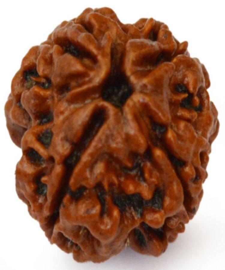 Manufacturer, Exporter, Importer, Supplier, Wholesaler, Retailer, Trader of 4 Mukhi Rudraksha in New Delhi, Delhi, India.