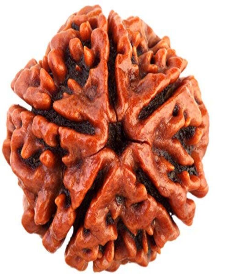 Manufacturer, Exporter, Importer, Supplier, Wholesaler, Retailer, Trader of 5 Mukhi Rudraksha in New Delhi, Delhi, India.