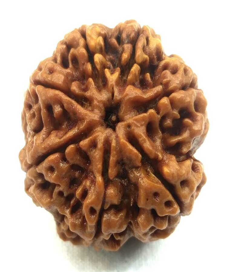 Manufacturer, Exporter, Importer, Supplier, Wholesaler, Retailer, Trader of 7 Mukhi Rudraksha in New Delhi, Delhi, India.