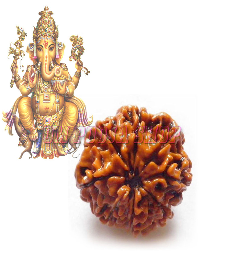 Manufacturer, Exporter, Importer, Supplier, Wholesaler, Retailer, Trader of 8 Mukhi Rudraksha in New Delhi, Delhi, India.