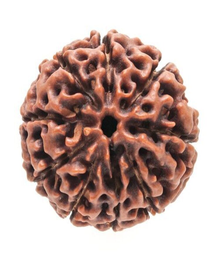 Manufacturer, Exporter, Importer, Supplier, Wholesaler, Retailer, Trader of 9 Mukhi Rudraksha in New Delhi, Delhi, India.