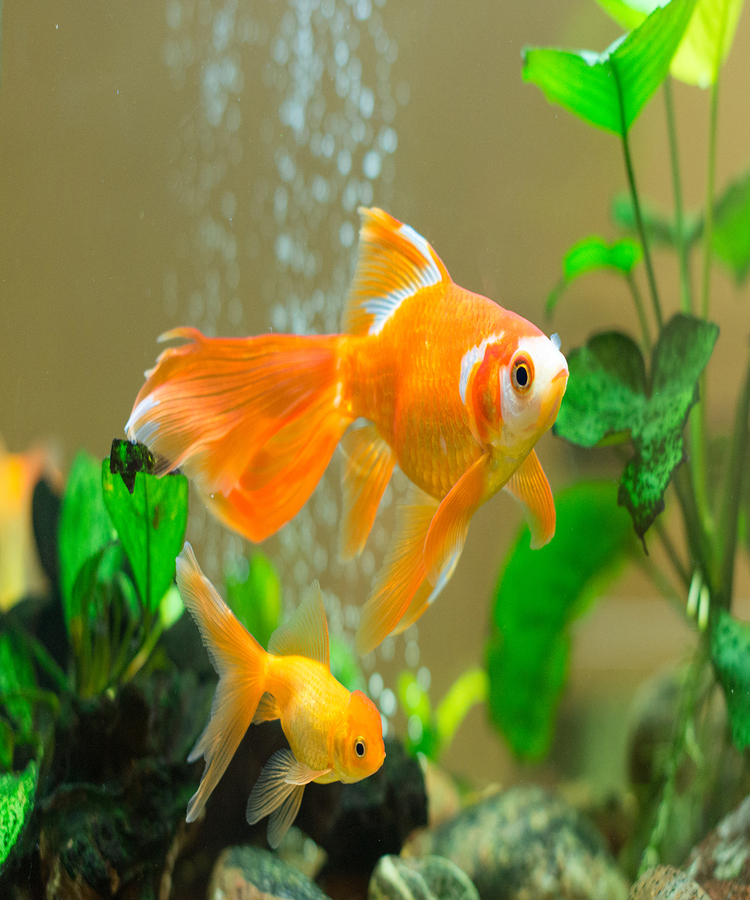 Fish Tank Supplier in Tri Nagar, New Delhi, India